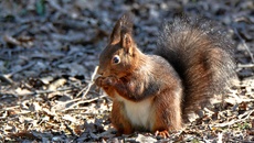 Eichhörnchen (1).jpg